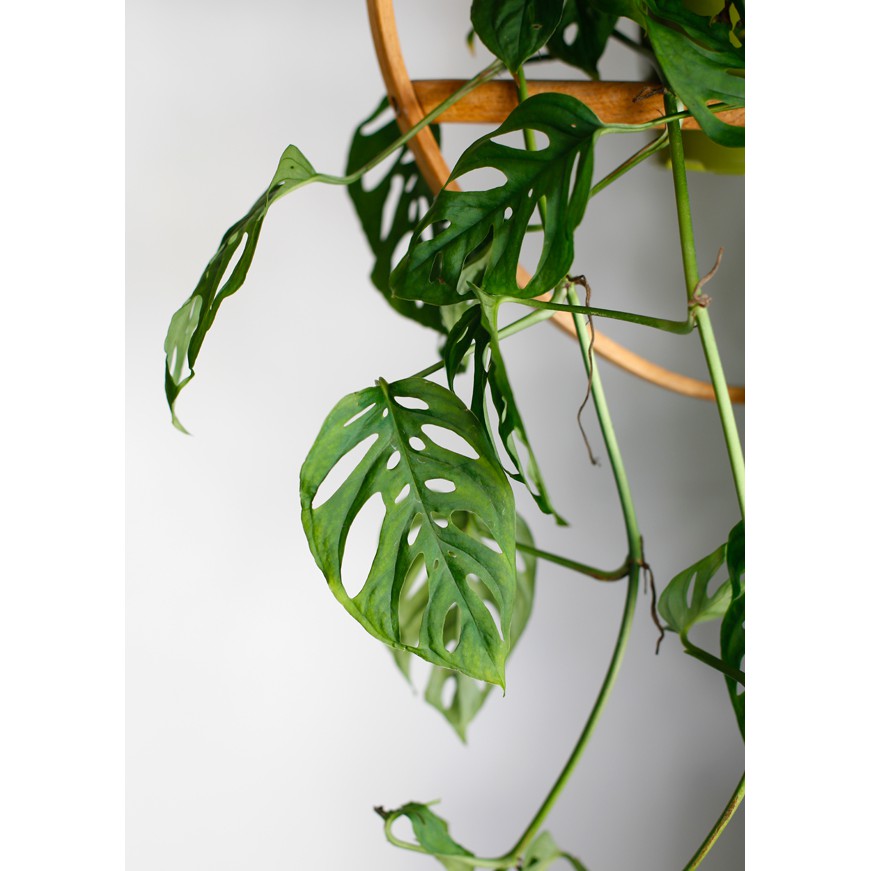 Cây Monstera adansonii Vine Forms (Trầu Bà Lỗ Dạng Leo, Quái Vật Lỗ Dạng Leo) buộc cột chậu nhựa có nhiều notes để nhân