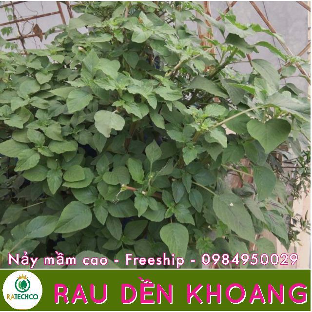 Rau dền khoang cao sản - 25g