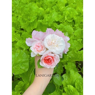 DỊCH ĐẬU NÀNH BÓN CÂY 1 LÍT