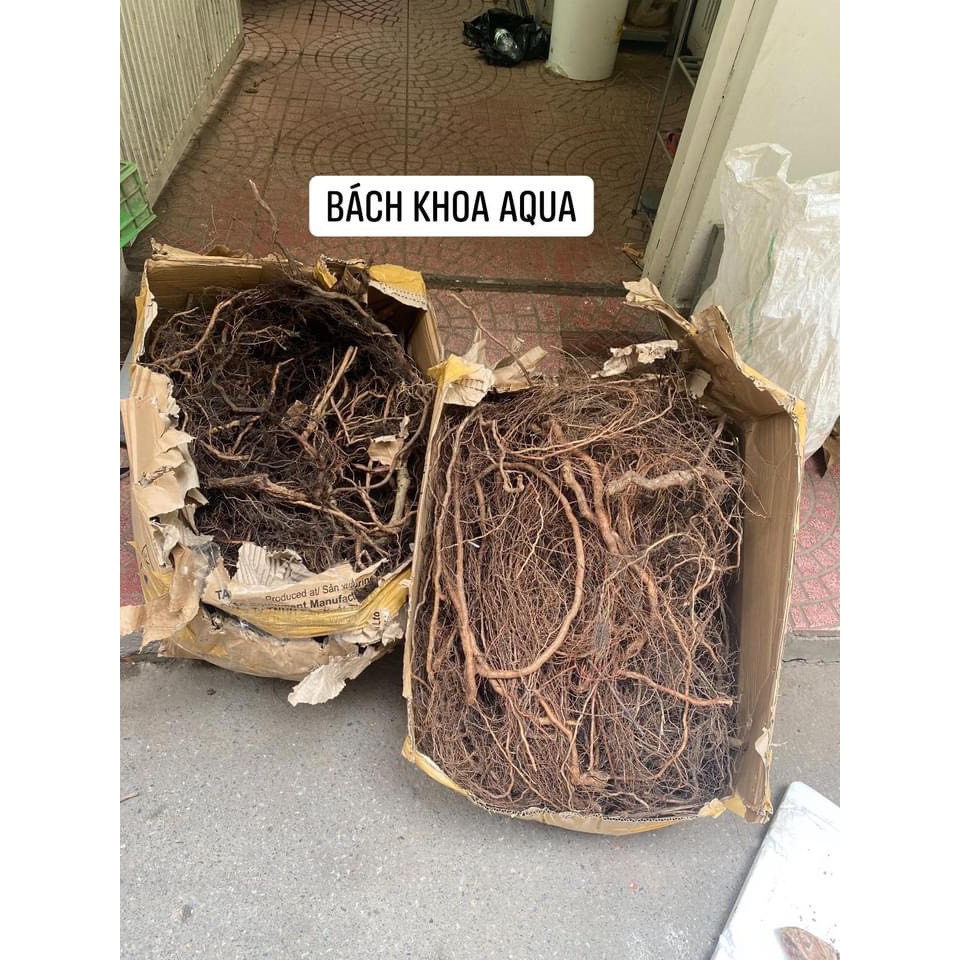 Rễ rừng đen và vàng cho bể thủy sinh