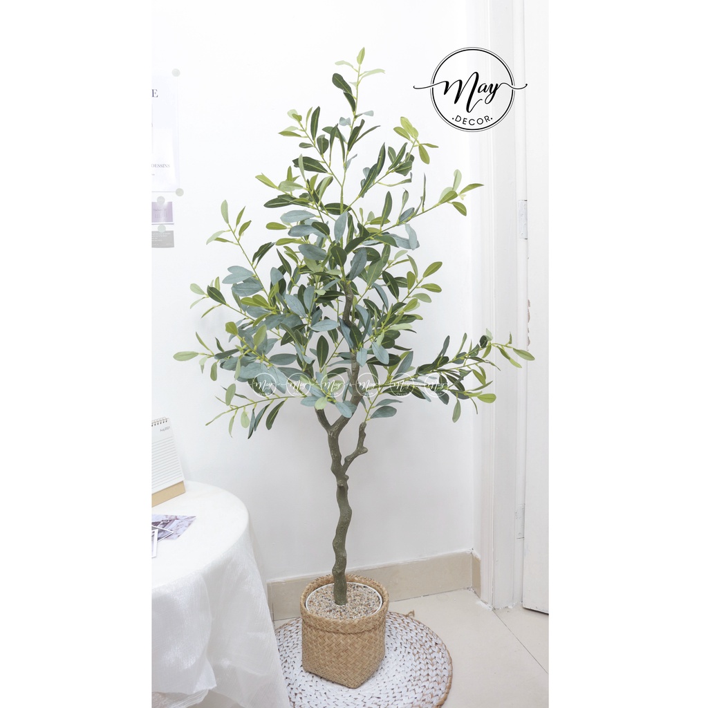 Cây Oliu lá bạc cao 1m, 1m4