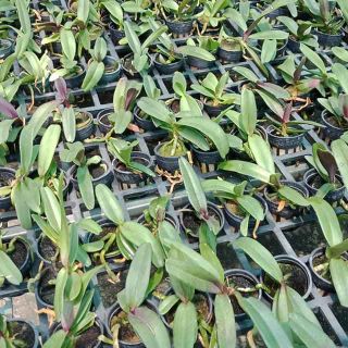Phong lan ngọc điểm giống (đai châu - nghinh xuân)