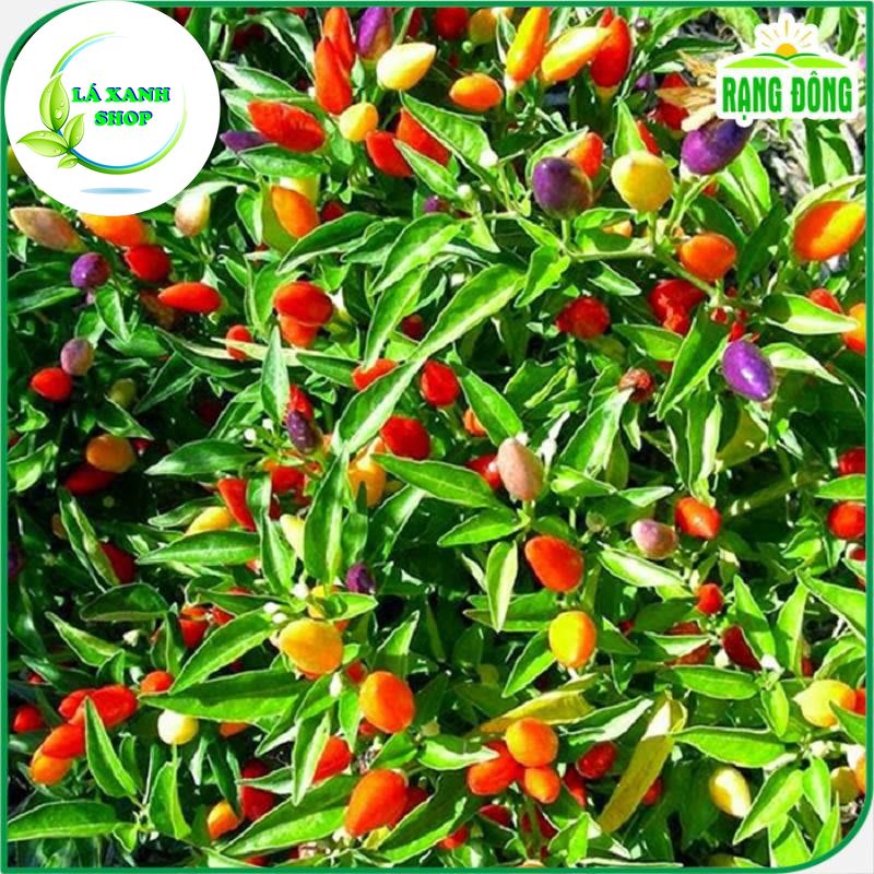 Hạt giống Ớt Ngũ Sắc Trái Sai, Trồng Quanh Năm, Ớt Ăn Được hoặc Dùng Làm Kiểng - Hạt Giống Rạng Đông