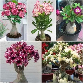 Hoa sứ thái cánh kép đủ màu