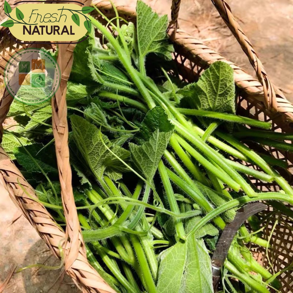 Hạt giống bí siêu ngọn Đài Loan, giòn ngọt giàu dinh dưỡng