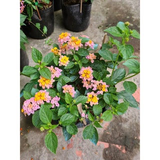 Cây Trâm Ổi (Hoa Ngũ Sắc)