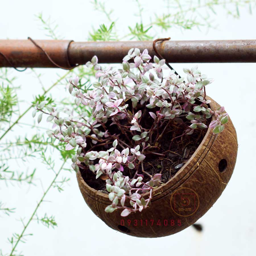 Set mẫu ngẫu nhiên - Gáo dừa thô TRỒNG LAN I CÂY CẢNH