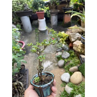 Sam hương bonsai mini có chậu tròn