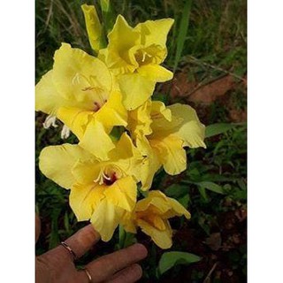 CỦ HOA LAY ƠN MÀU VÀNG 10 CỦ