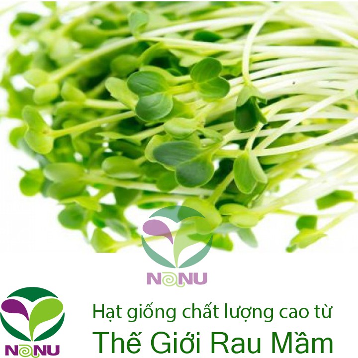 Hạt giống rau mầm củ cải trắng New Zealand - 1Kg_ Thế Giới Rau Mầm_ thegioiraumam.com