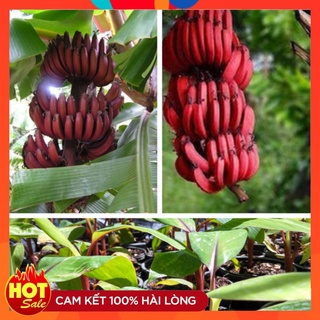 Cây Giống Chuối Đỏ Dacca ( Combo 5 cây )