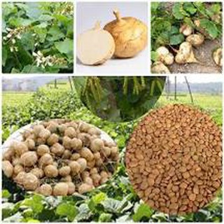 hạt giống củ đậu gói 40 hạt