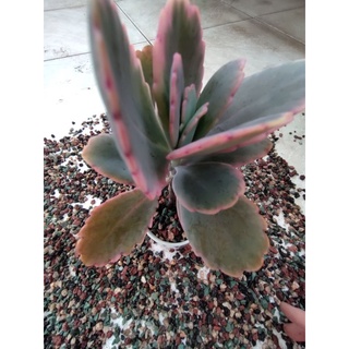 Đá cầu vồng giữ màu sen đá (500gr)