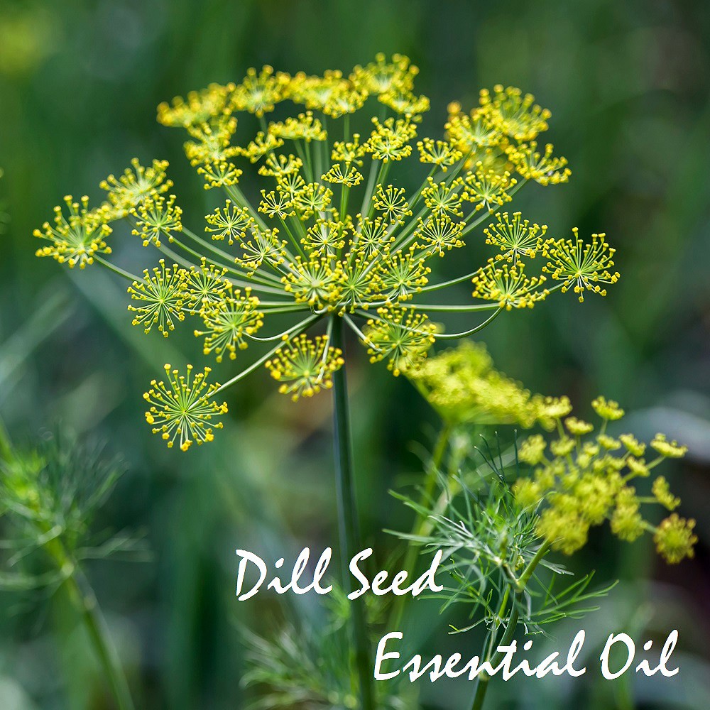 Tinh dầu hạt Thì Là Dill Seed Essential Oil (Thìa Là)