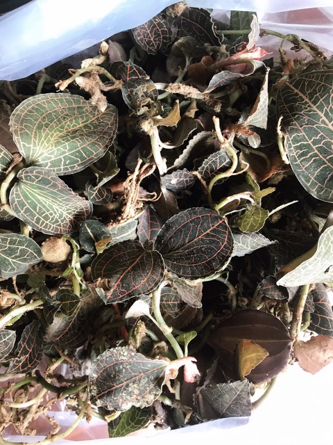 🍀🍃LAN KIM TUYẾN rừng  100gram🌿🌴