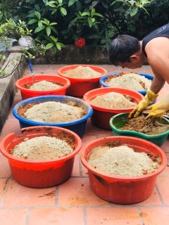 Cốt gừng nghệ hạt gấc (body)