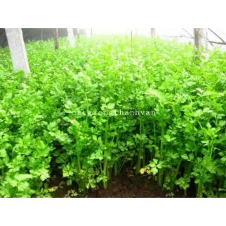 HẠT GIỐNG CẦN TÂY F1