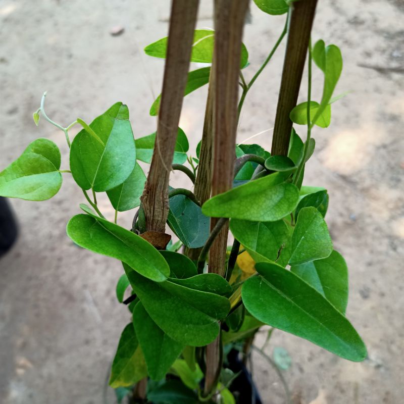 Chậu cây sương sâm trơn cây trưởng thành - ship toàn quốc