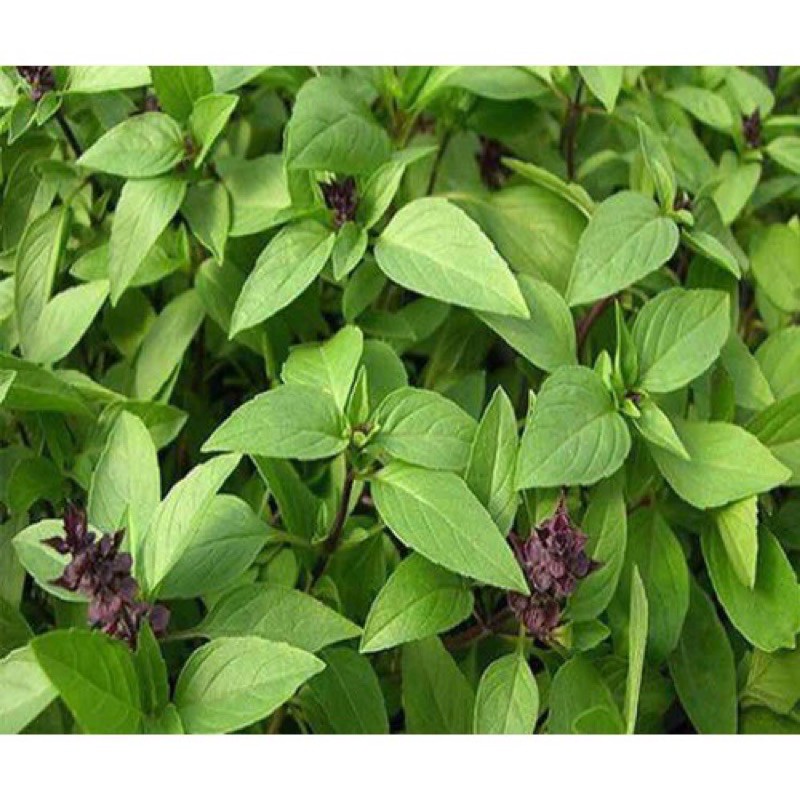 Hạt Giống Rau Húng Quế | Rau Gia Vị | SL: 10gram