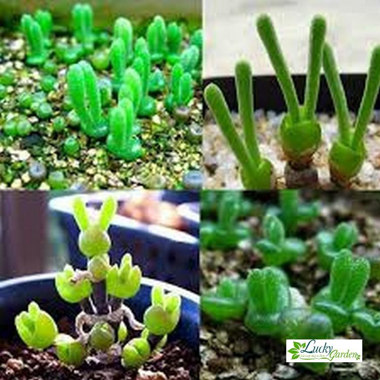 20 Hạt giống Tai thỏ  XTRA TẶNG KÈM PHÂN VÀ KÍCH MẦM