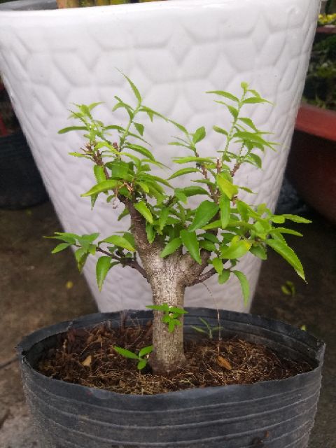 Mai Chiếu Thủy dạng phôi