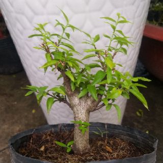 Mai Chiếu Thủy dạng phôi