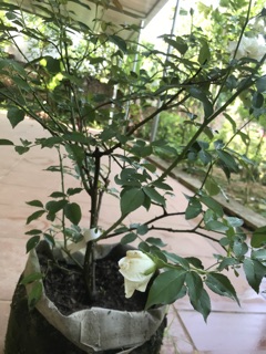 Hồng bạch ho loại to