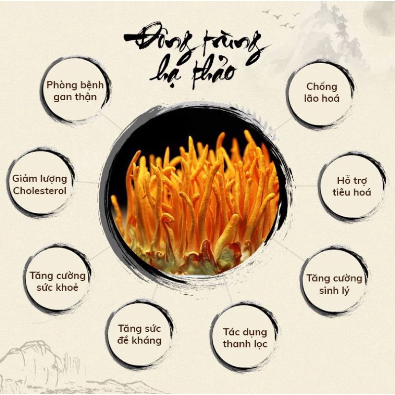 đông trùng hạ thảo | BigBuy360 - bigbuy360.vn