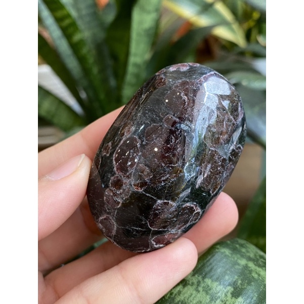 Palm Astrophyllite Garnet