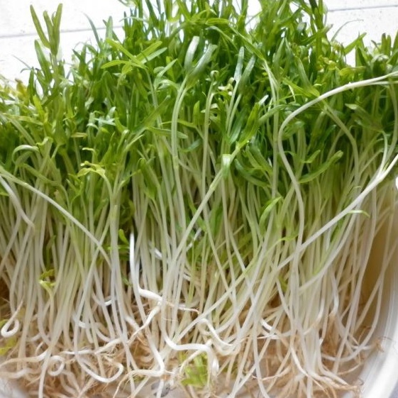 Hạt giống rau mầm muống ăn rất ngon