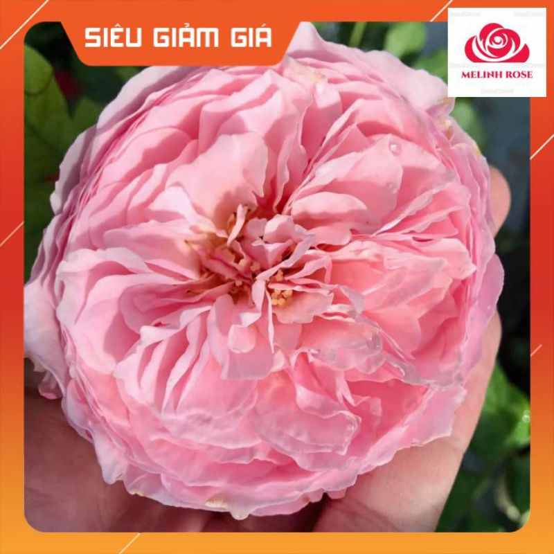 Hoa hồng ngoại Carey rose – Giống hồng cắt cành độc đáo, cuốn hút- Vườn Hoa Melinhrose