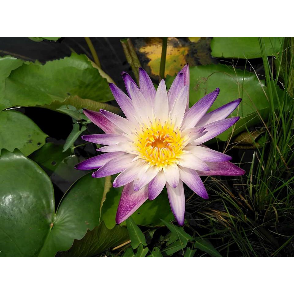 Cây to hoa súng thái lan màu Tím Trắng Purple Joy V-14