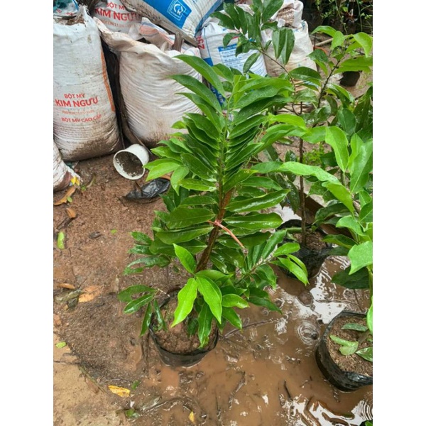 Giống Móng Rồng cây to