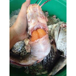 TRỨNG CÁ NGÁT 500g
