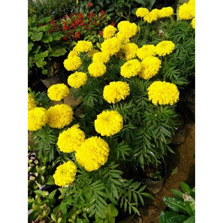 Hạt Giống Hoa Cúc Vạn Thọ Mỹ