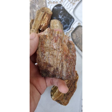 Gỗ hóa thạch