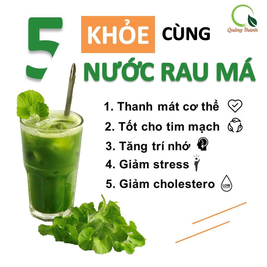 Bột Rau Má Uống Liền Quảng Thanh Sấy Lạnh Nguyên Chất Thanh Mát Cơ Thể