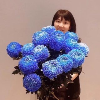 Cúc mẫu đơn đang nụ