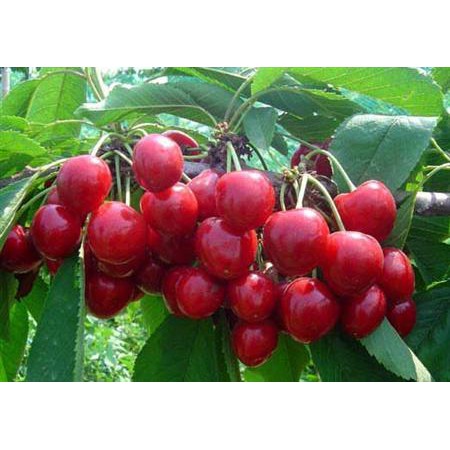 Hạt Giống Qủa Anh Đào / Cherry (5 Hạt) - [MUA 3 TẶNG 1 CÙNG LOẠI] - Thơm Ngon, Bổ Dưỡng, Giàu Vitamin