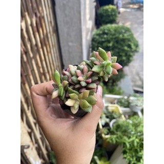 [HOT] SEN ĐÁ HỒNG SAO BỤI 6CM
