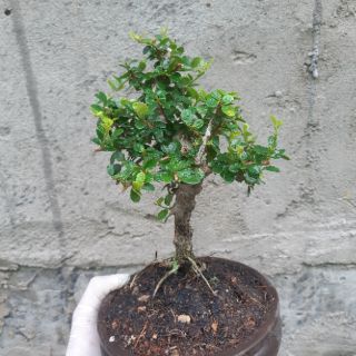 Cây sam trái lâu năm