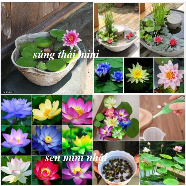Hạt Giống Hoa Sen Nhiều Màu Các Loại, Trồng Quanh Năm, Dễ Trồng - Khang Nông Seeds