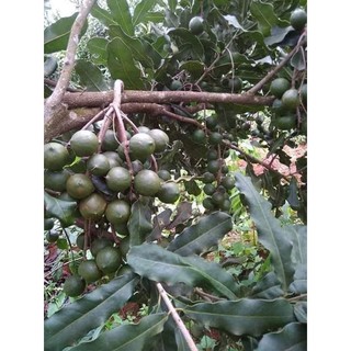 Hạt Mác Ca  size lớn tách vỏ - 500g