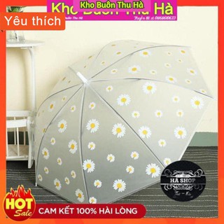 Ô trong suốt hoa cúc