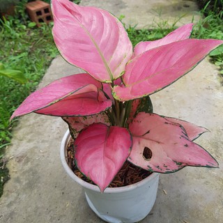 Hồng Phát Lộc Cây cảnh phong thủy và trang trí Hoa Kiểng Sa Đéc