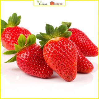 Huongshop.hạt giống dâu tây cao cấp