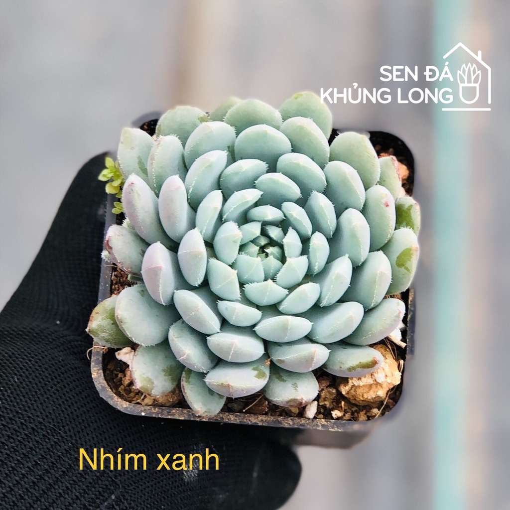 Sen đá Nhím Xanh - echeveria rundelli