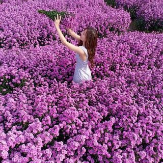 50 Cây giống hoa thạch thảo