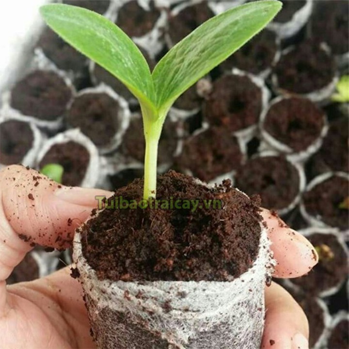 20 Viên nén xơ dừa ươm hạt - XD2