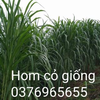 Hom cỏ voi(Cỏ va06+cỏ voi thái lan pakchong 1+voi xanh đài loan)gói chứa 40 hom giống